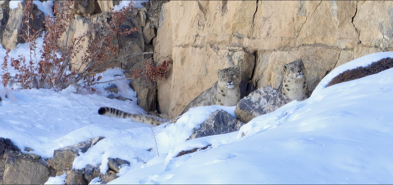 spiti winter